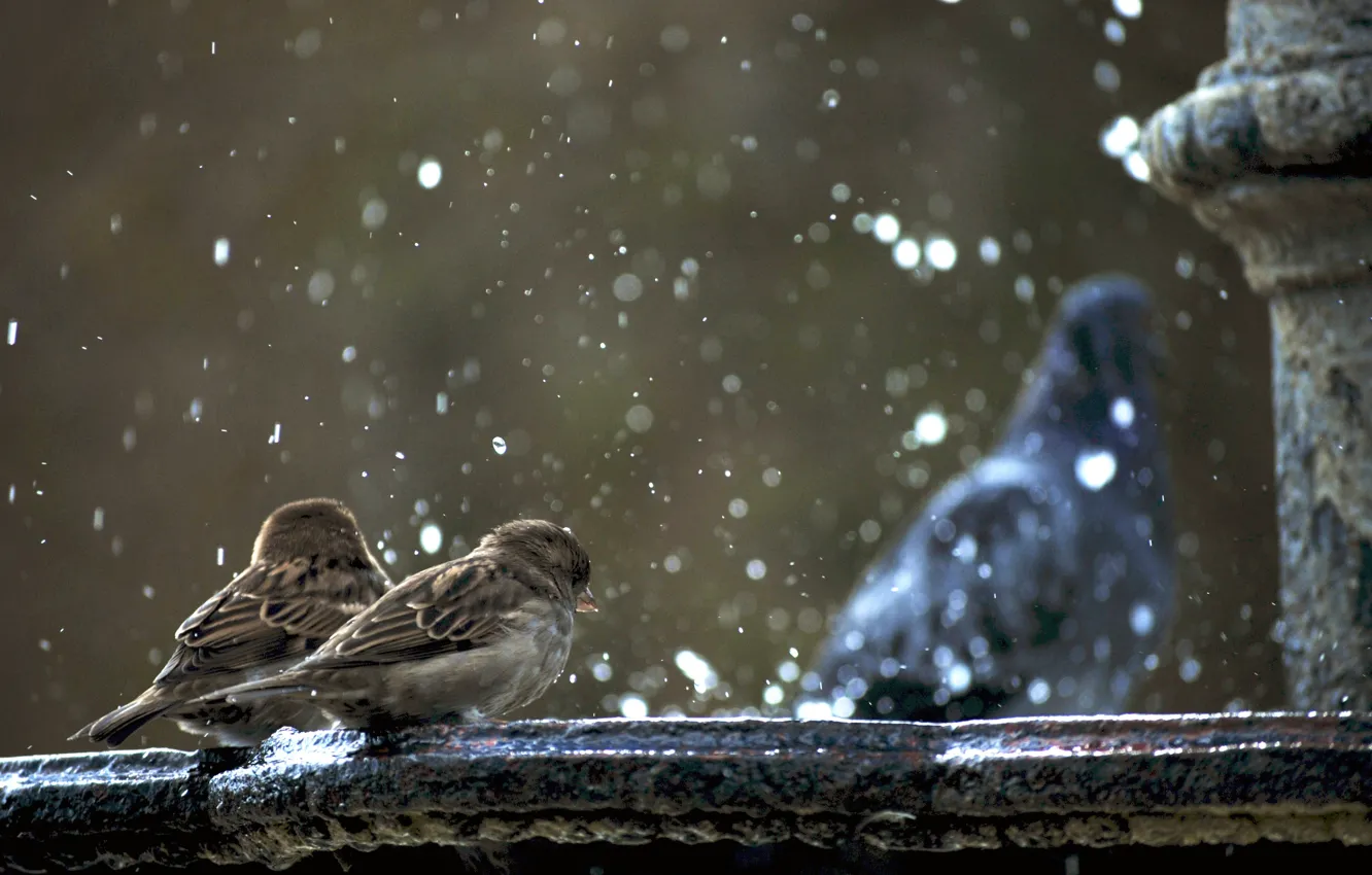 Photo wallpaper fountain, sparrows, ghoul is not in focus