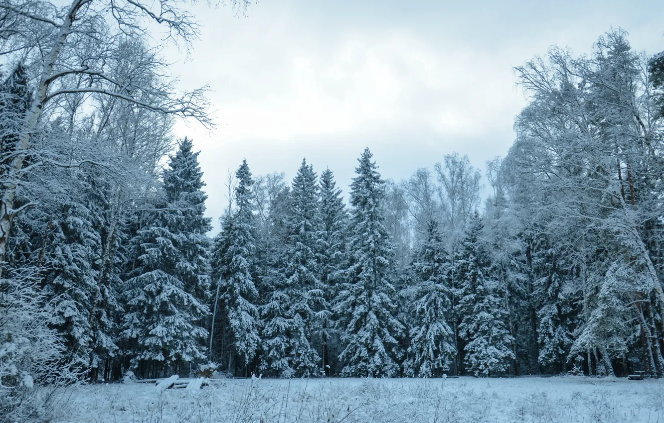 Photo wallpaper Winter, Trees, Snow, Forest, Frost, Winter, Frost, Snow