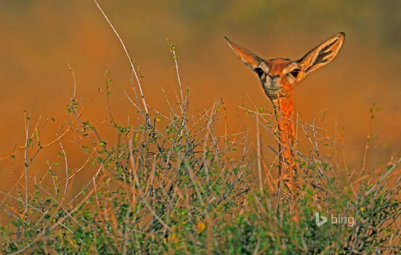 Photo wallpaper Africa, Kenya, antelope, gerenuk, Samburu national reserve, giraffidae Gazelle