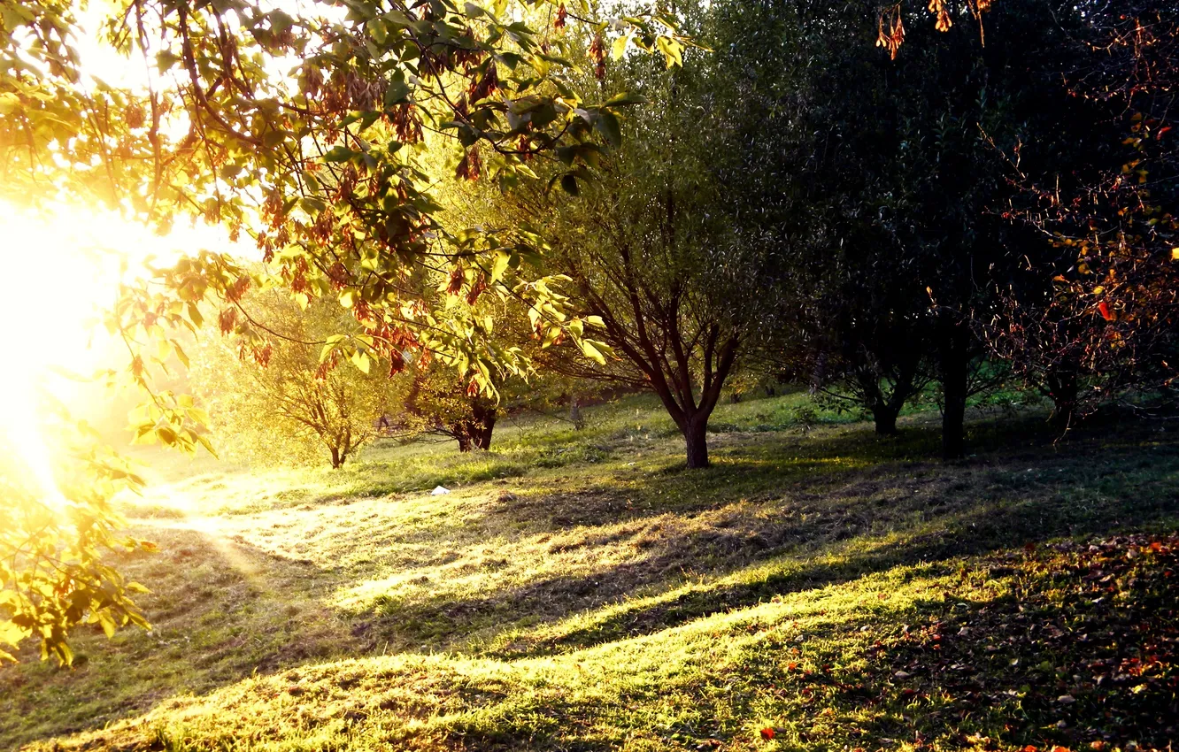 Photo wallpaper summer, the sun, trees, glade