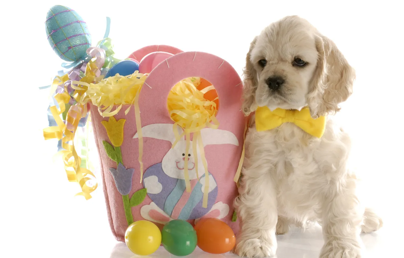 Photo wallpaper eggs, dog, Easter, puppy, Spaniel, Easter