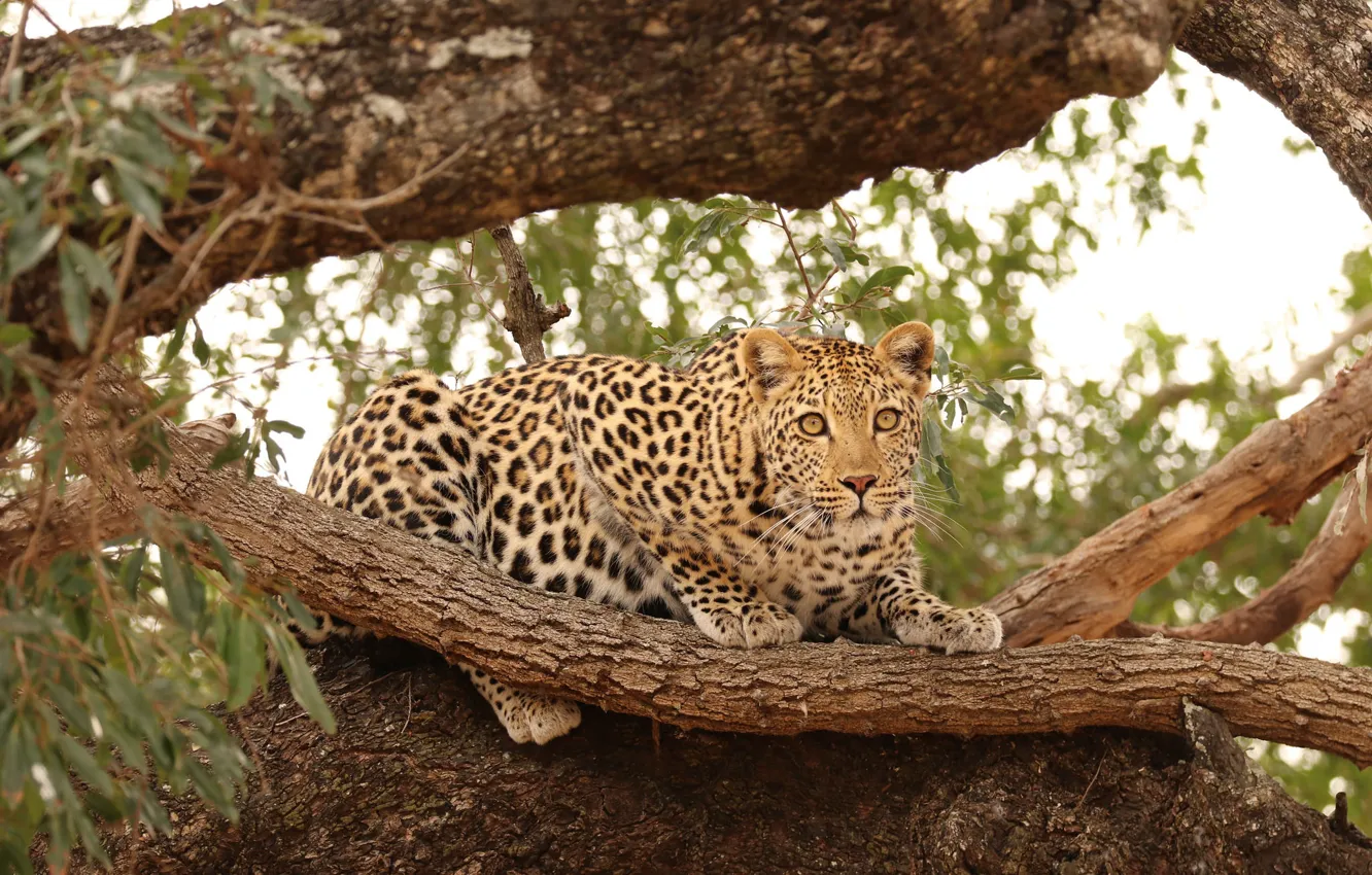 Photo wallpaper cat, trees, nature, predator, leopard