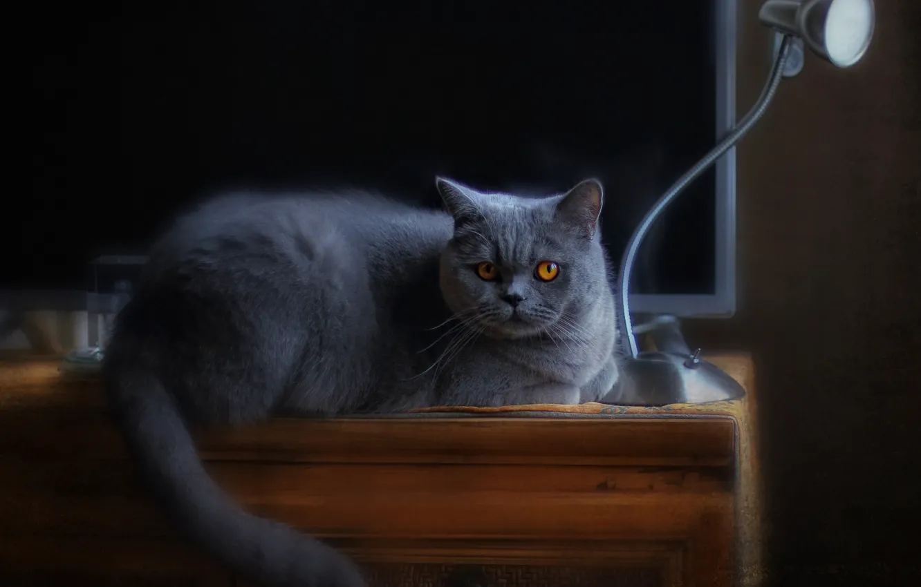 Photo wallpaper cat, cat, light, the dark background, grey, lamp, lies, chest