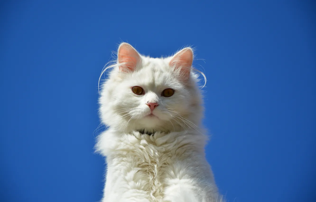 Photo wallpaper cat, eyes, cat, Koshak