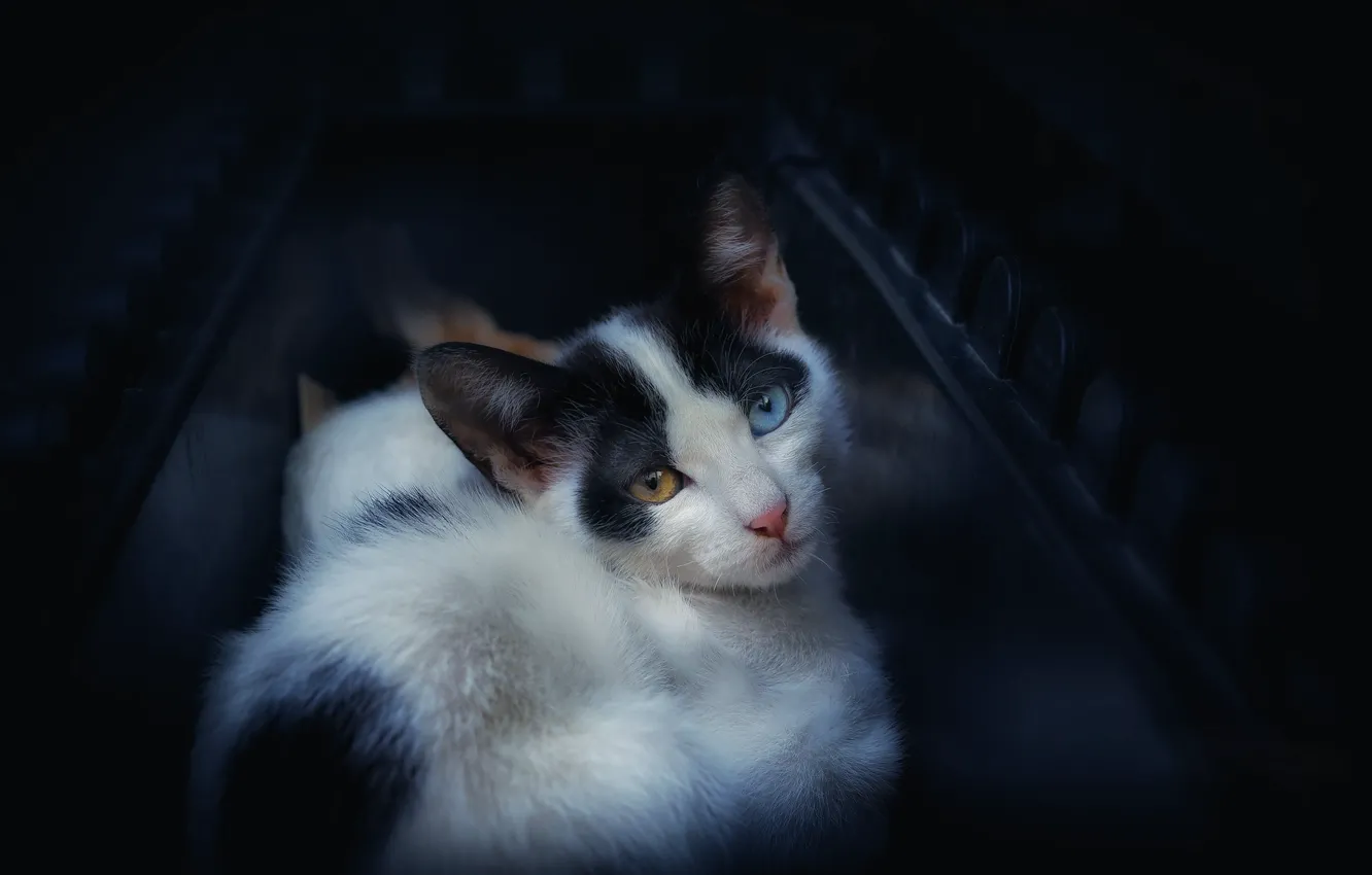 Photo wallpaper cat, cat, the dark background, kitty