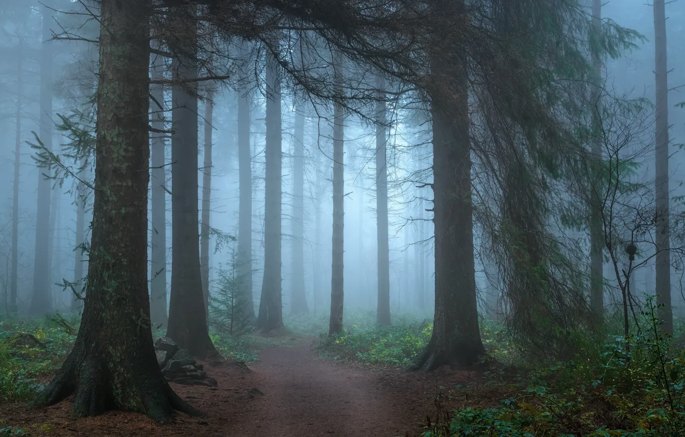 Photo wallpaper forest, trees, branches, nature, fog, morning, track, trunk