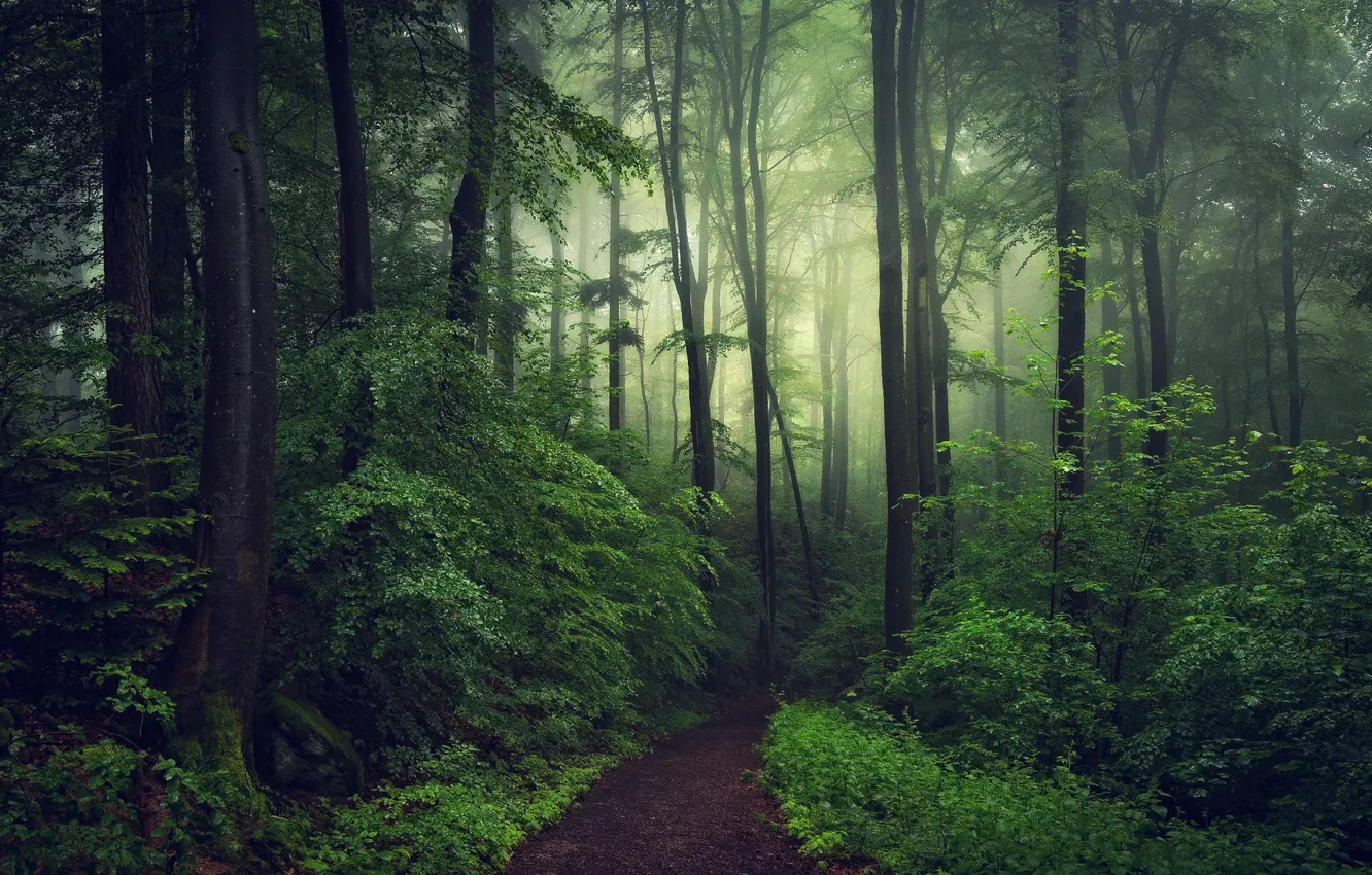 Photo wallpaper forest, fog, photo, the evening