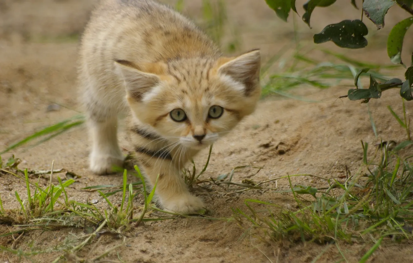 Photo wallpaper grass, look, kitty, sand cat, sand cat
