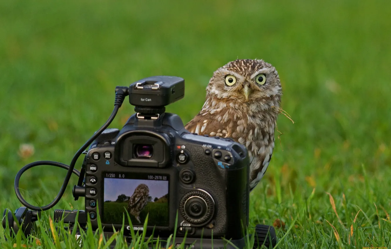 Photo wallpaper Grass, Owl, The camera, Canon, Look.