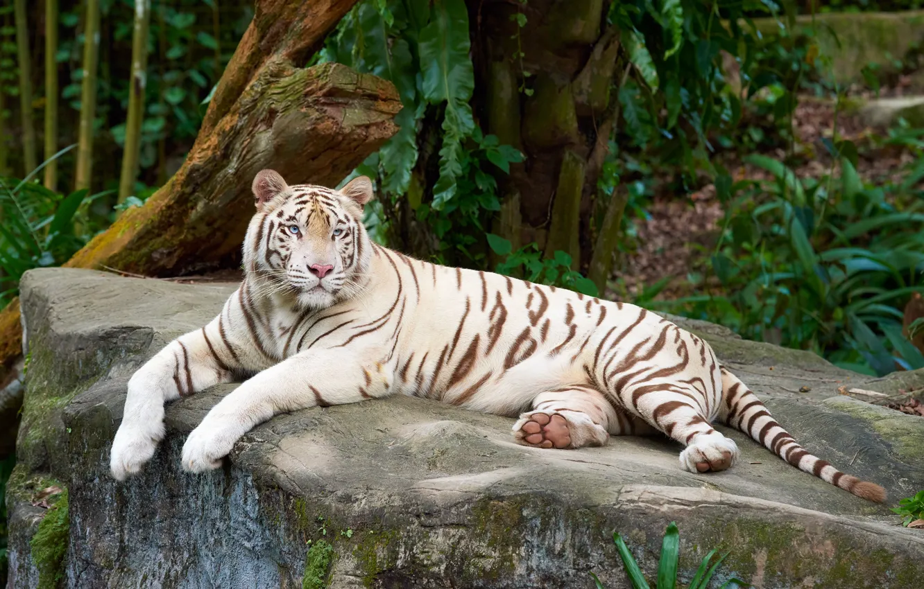 Photo wallpaper white, trees, tiger, stones, lies, zoo