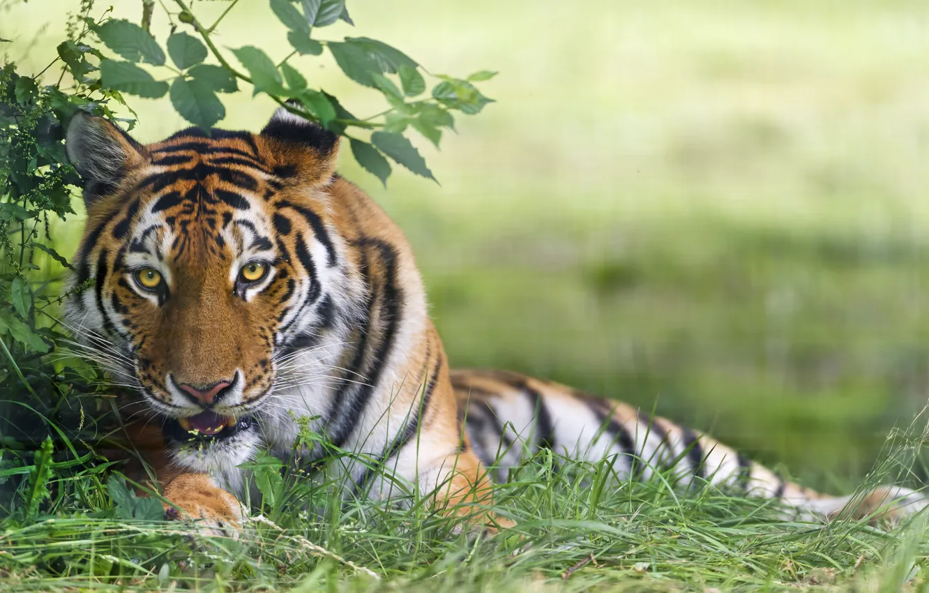 Photo wallpaper cat, grass, tiger, ©Tambako The Jaguar