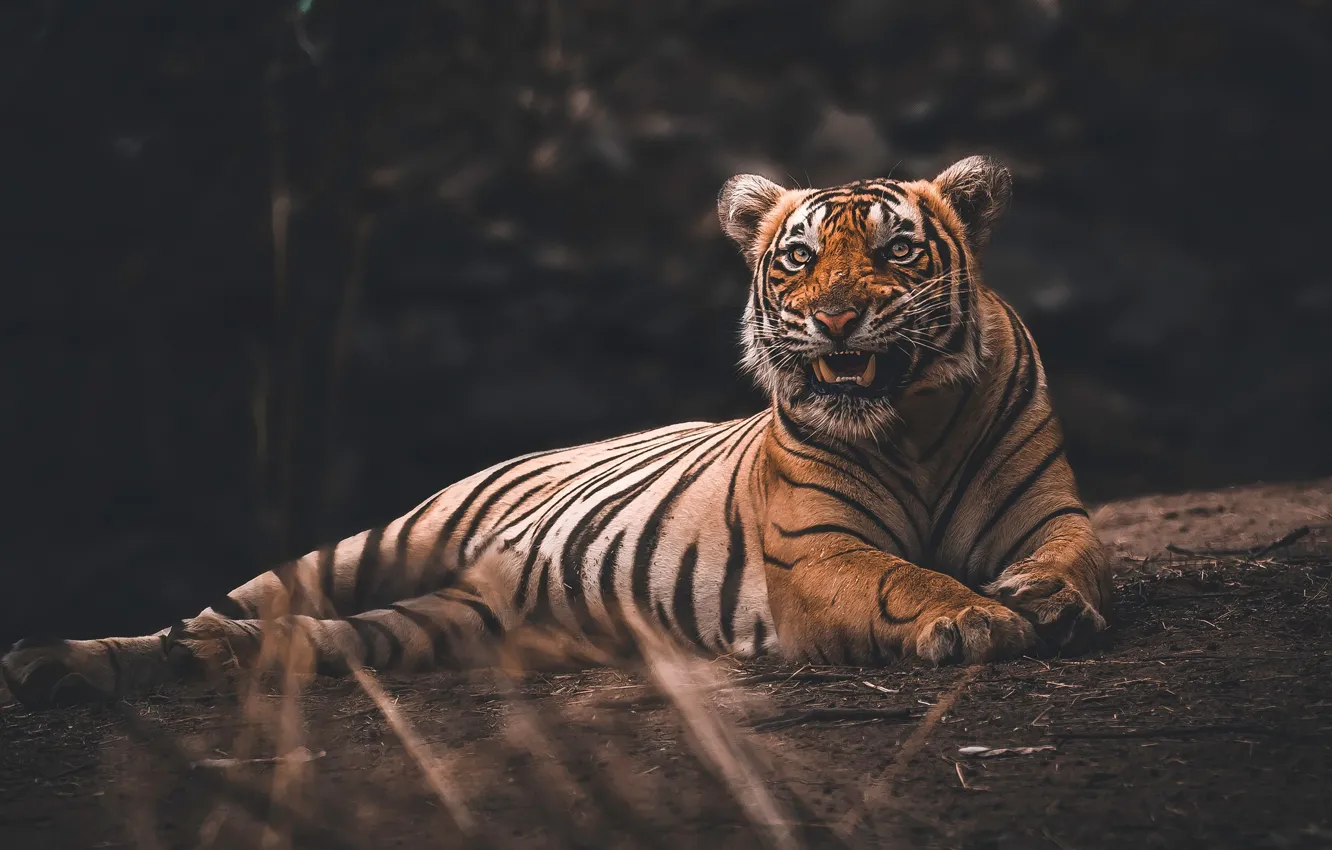Photo wallpaper tiger, the dark background, mouth, lies, log