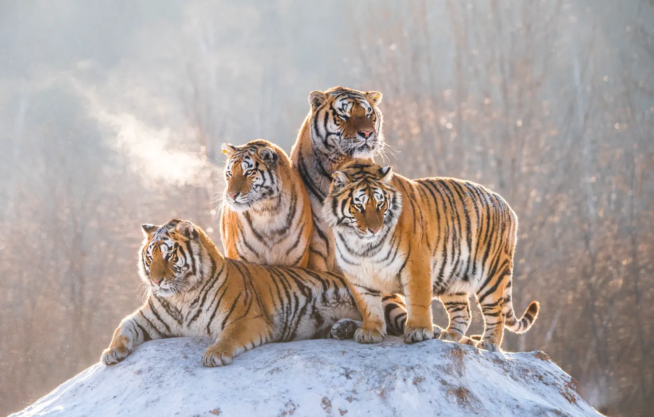 Photo wallpaper winter, snow, branches, tiger, stones, pair, company, sitting