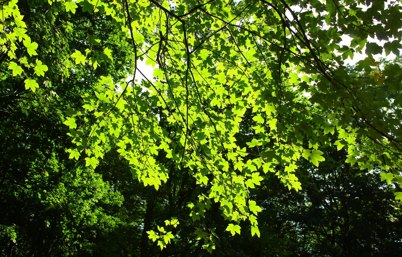 Photo wallpaper green, tree, leaf