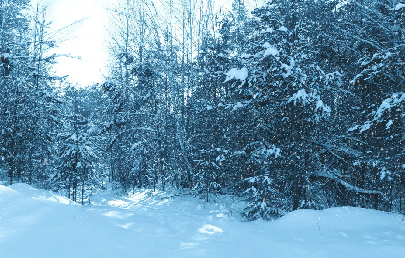 Photo wallpaper winter, forest, snow, trail