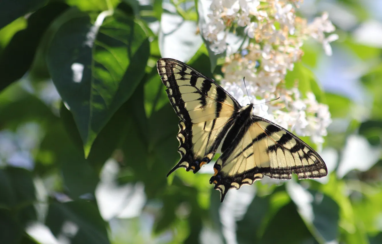 Photo wallpaper leaves, flowers, butterfly, spring, lilac, bokeh, swallowtail