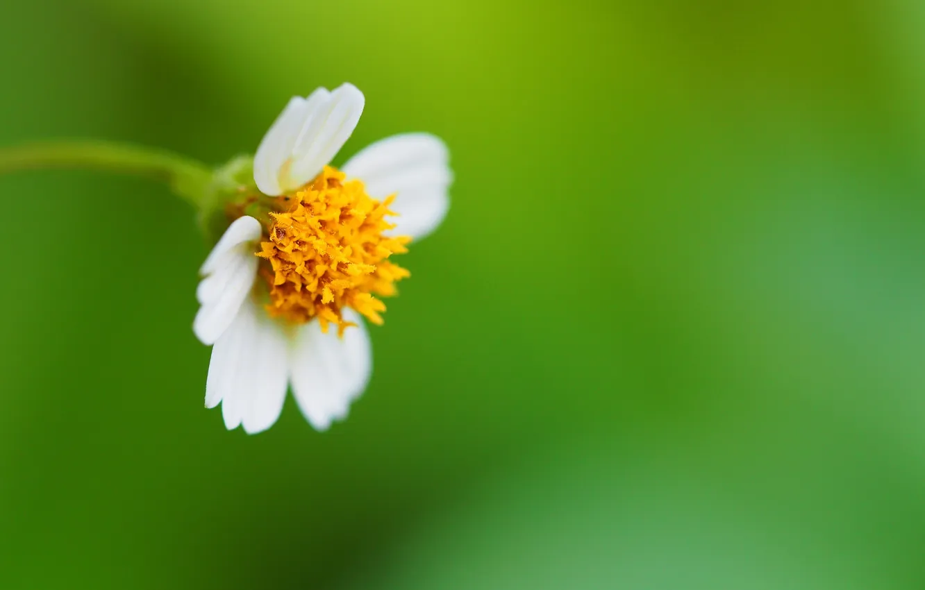 Photo wallpaper flowers, plant, petals