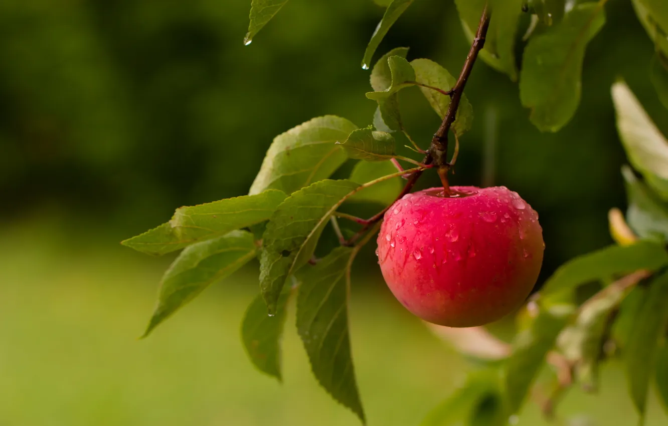 Photo wallpaper summer, apples, fruit