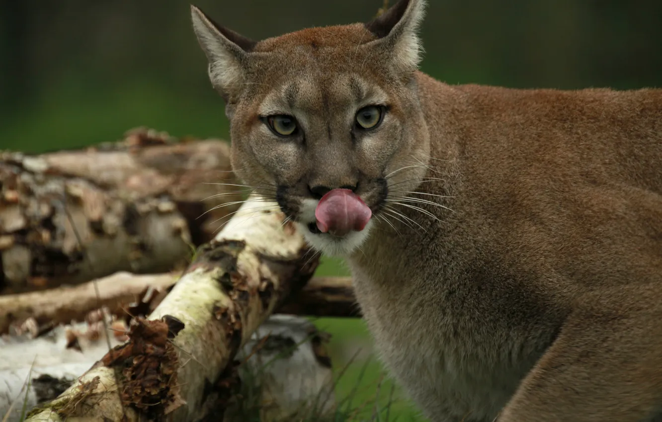 Photo wallpaper language, cat, face, Puma, mountain lion, Cougar