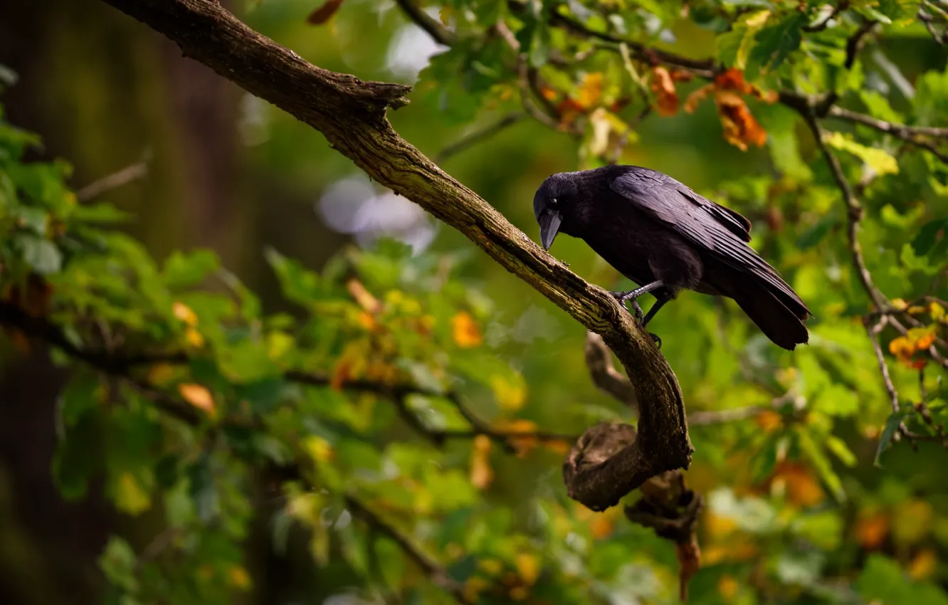 Photo wallpaper branches, bird, Black crow