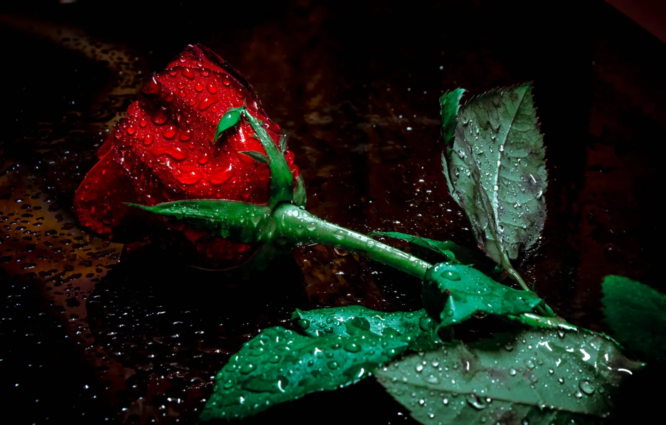 Photo wallpaper flower, droplets, rose, Bud