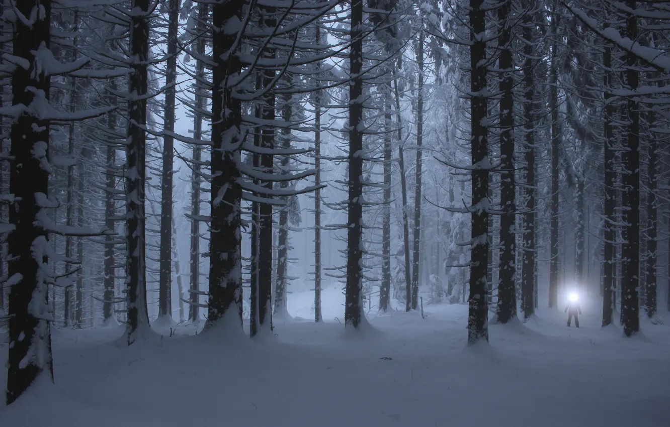 Photo wallpaper Light, Winter, Night, Snow, White, Forest, Cold