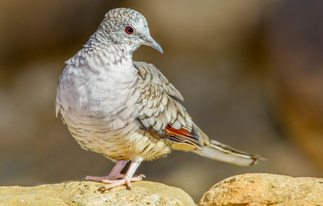Photo wallpaper bird, beak, tail, Inca dove