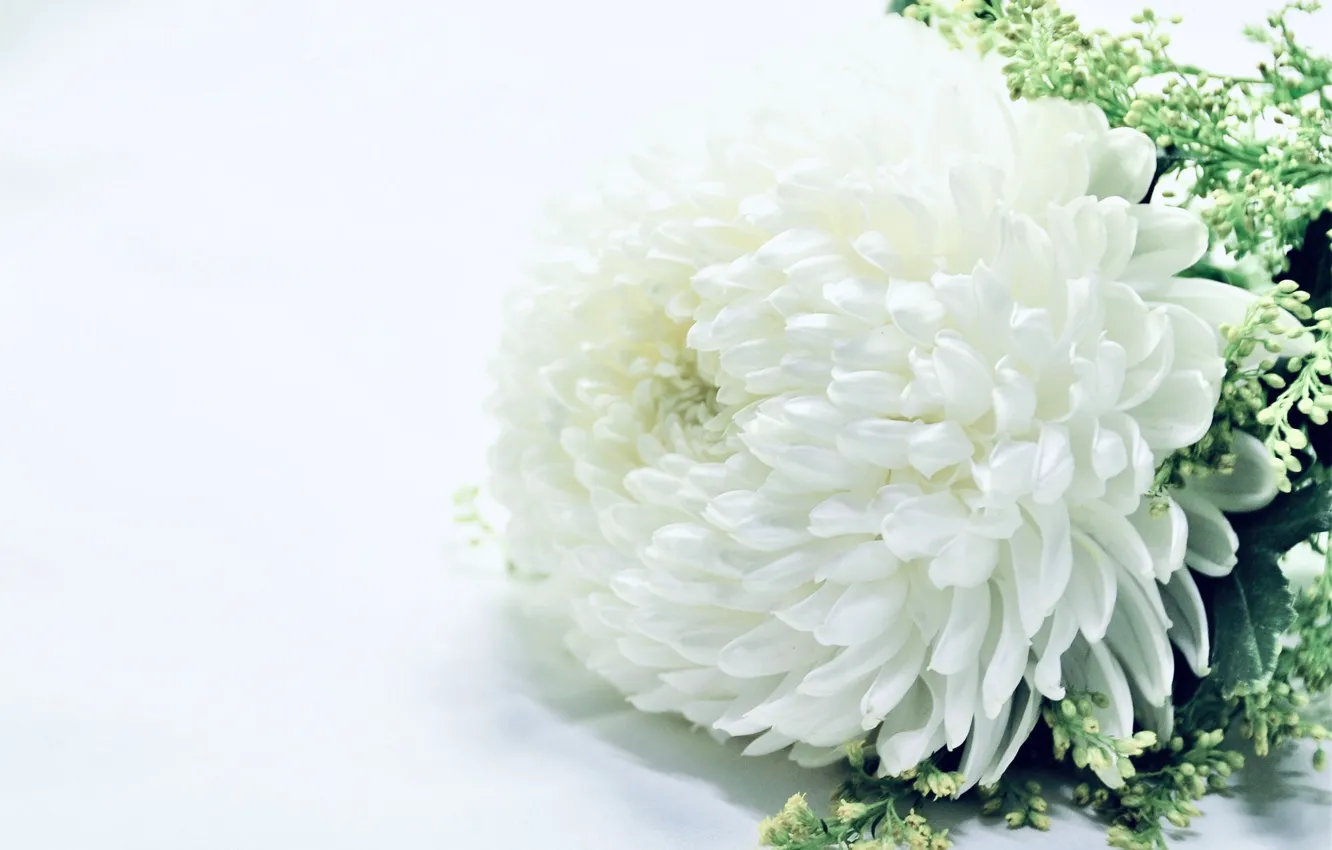 Photo wallpaper white, white background, chrysanthemum