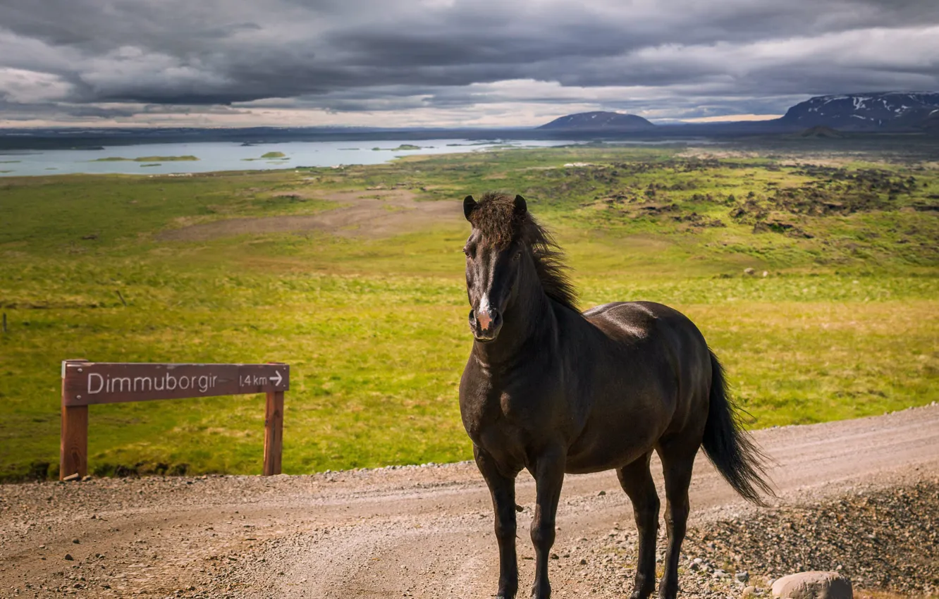 Photo wallpaper road, field, mountains, horse, shore, horse, index, pond
