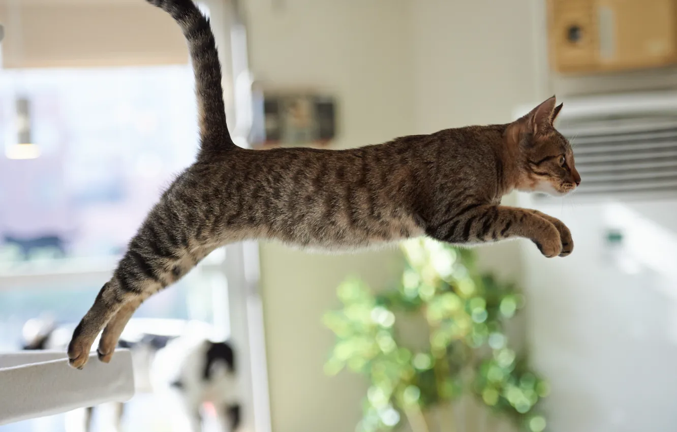 Photo wallpaper cat, cat, room, jump