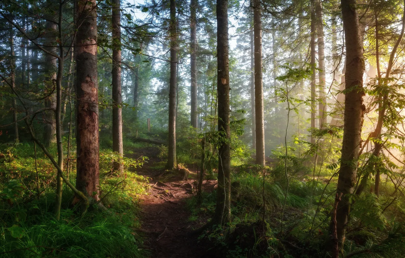 Photo wallpaper greens, forest, summer, grass, the sun, light, trees, branches