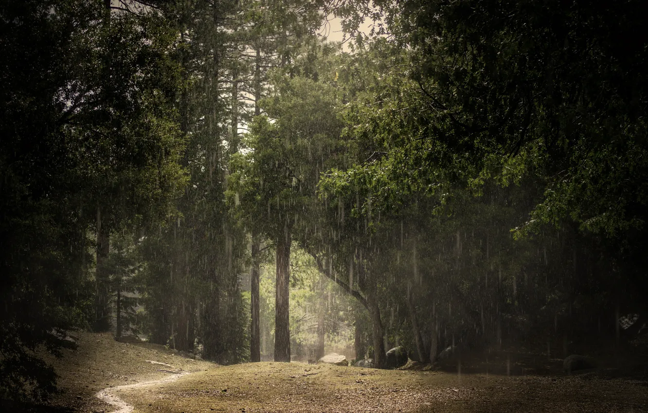 Photo wallpaper forest, summer, rain