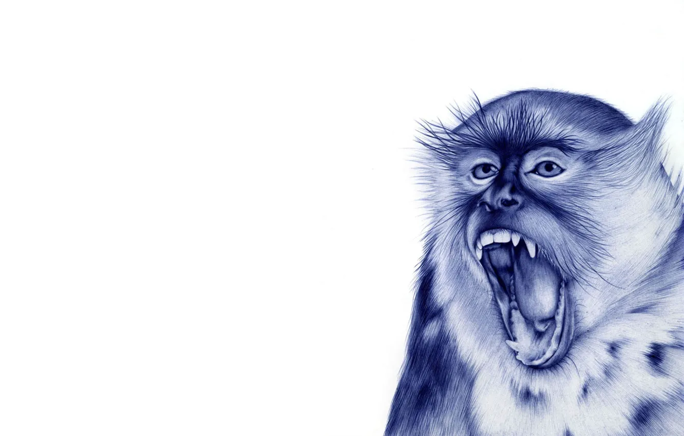 Photo wallpaper monkey, black and white, drawn, monkey