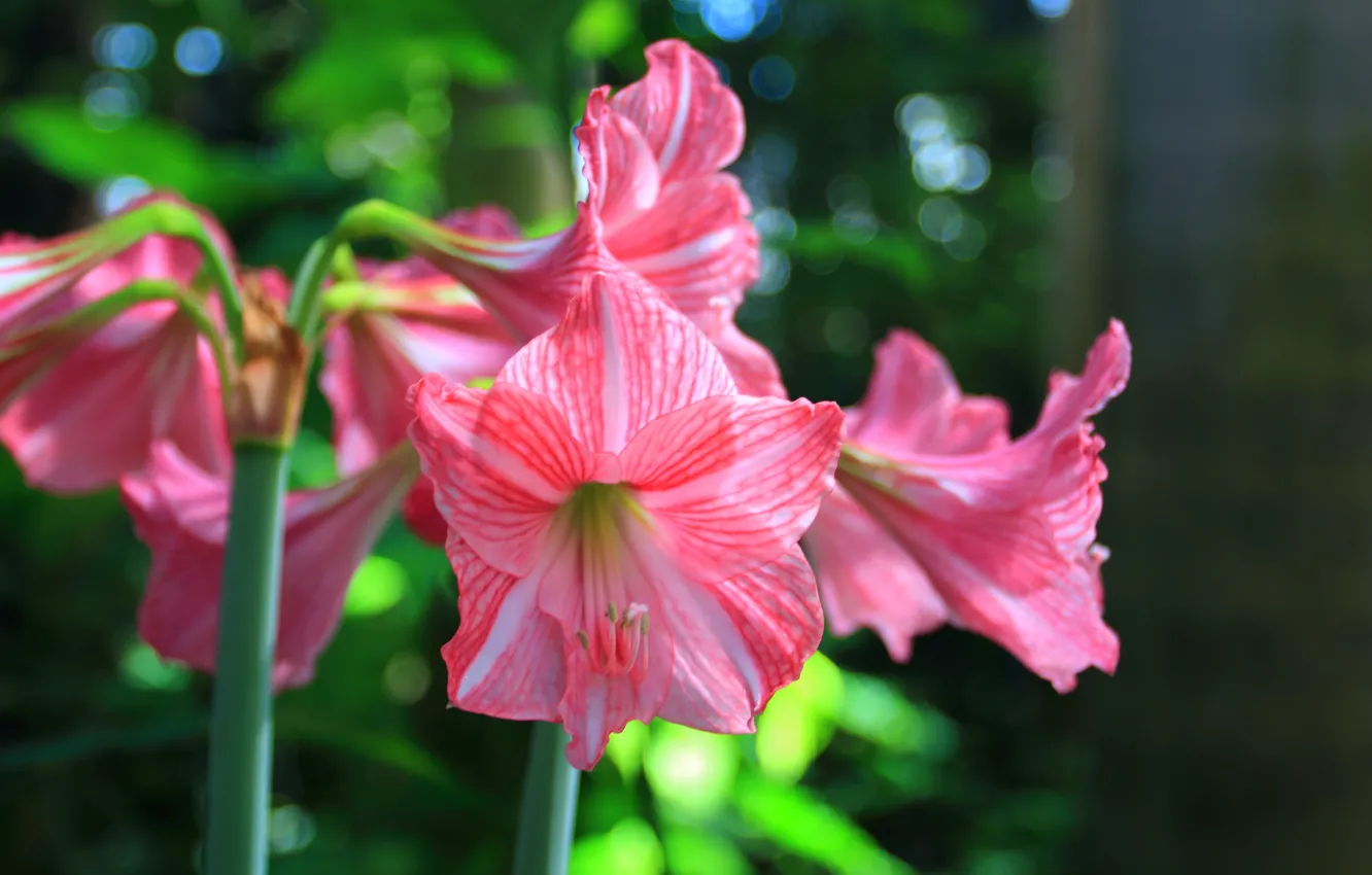 Photo wallpaper Lily, Lily, Pink lily, Pink lilies