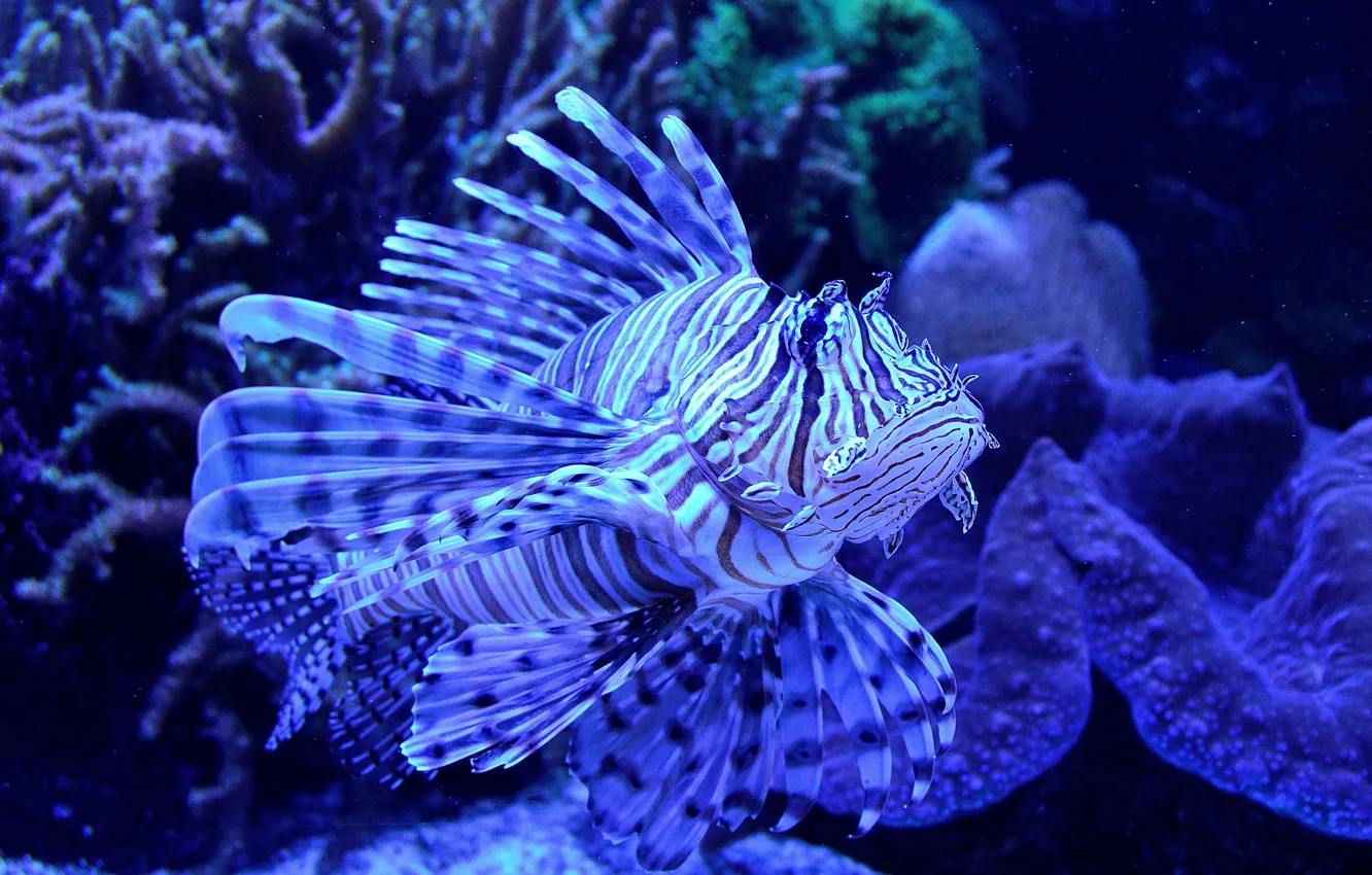 Photo wallpaper water, fish, blue tset