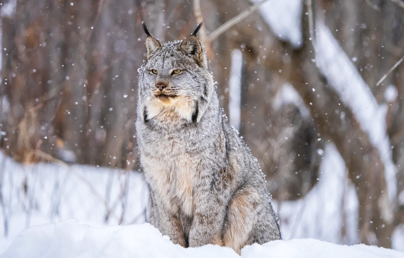 Photo wallpaper winter, snow, lynx, wild cat