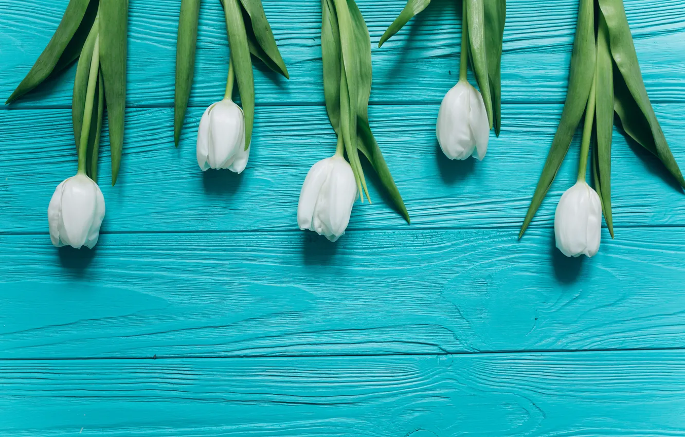 Photo wallpaper flowers, spring, tulips