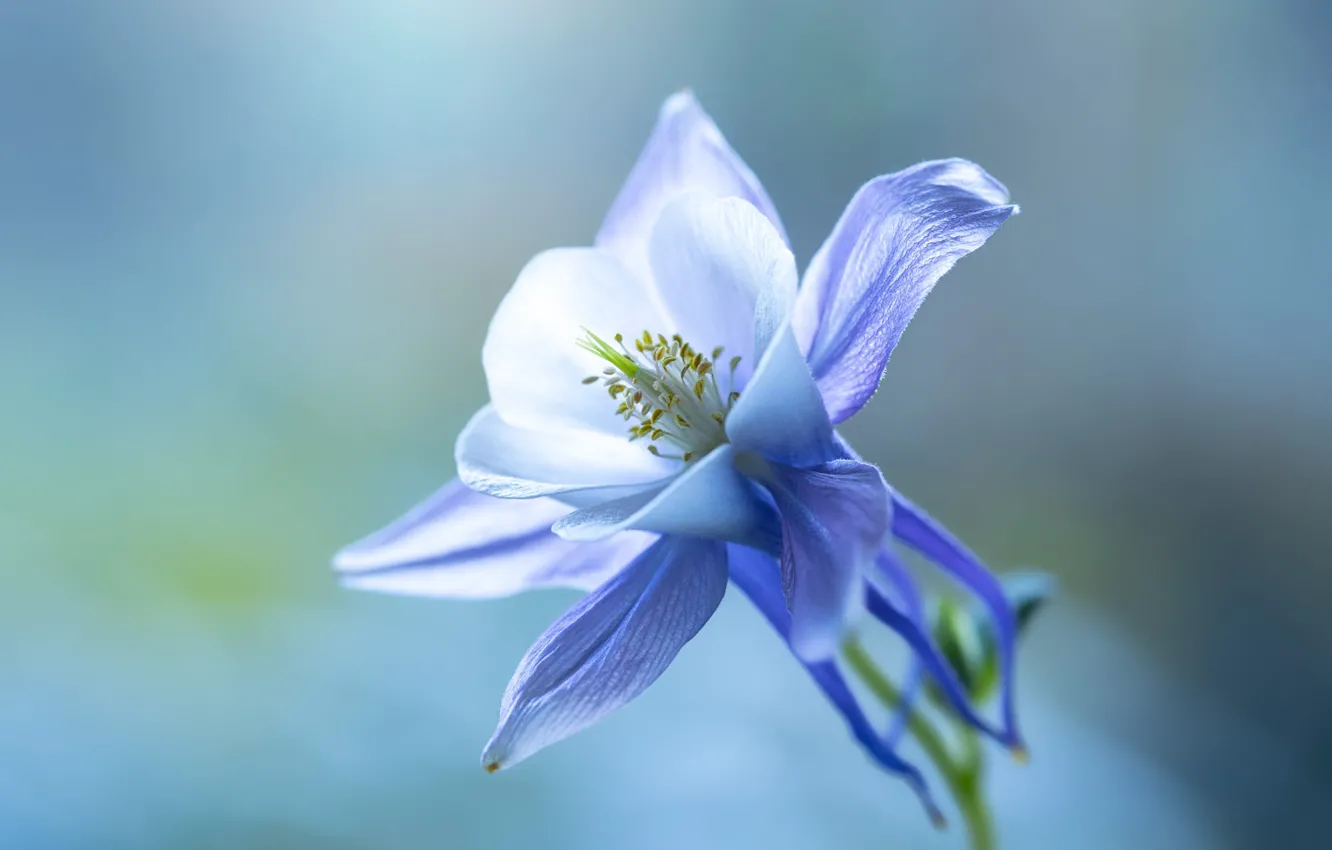 Photo wallpaper flowers, blue, Aquilegia