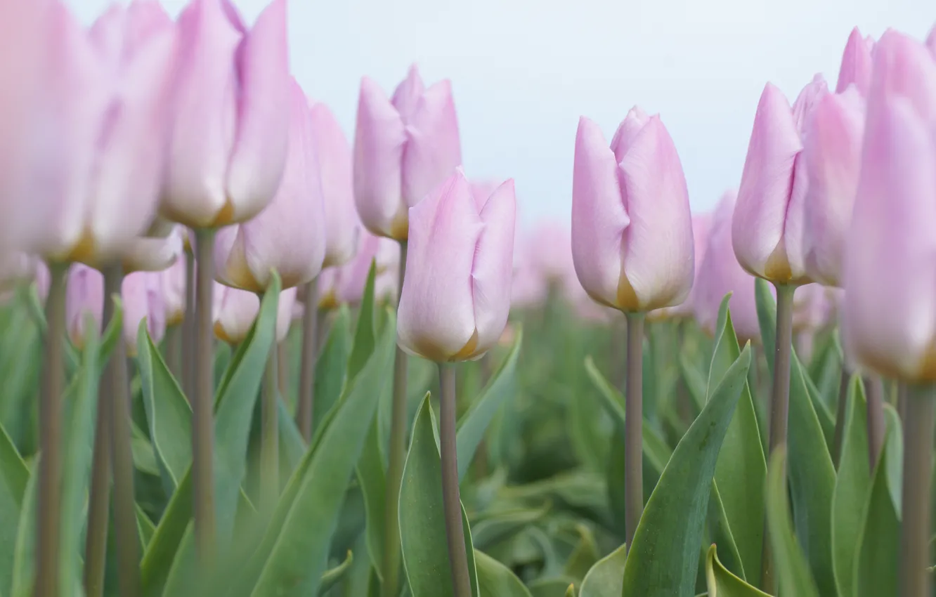 Photo wallpaper flowers, spring, tulips, pink, buds, flowerbed