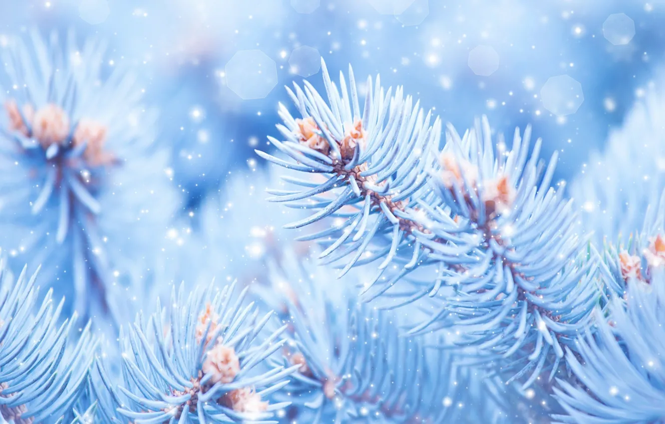 Photo wallpaper macro, Nature, Snow, Branches, Spruce