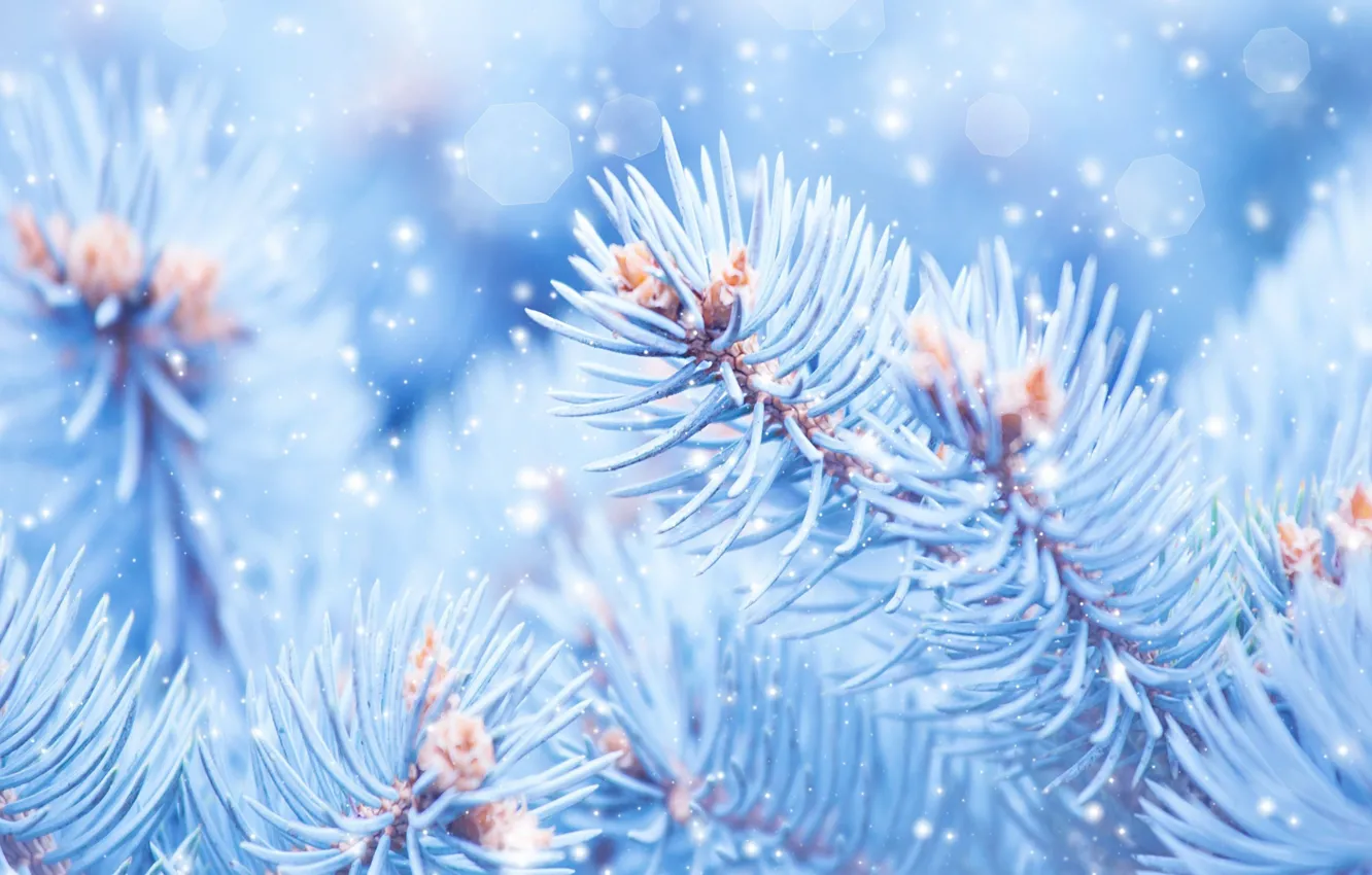 Photo wallpaper macro, snow, branches, nature, spruce