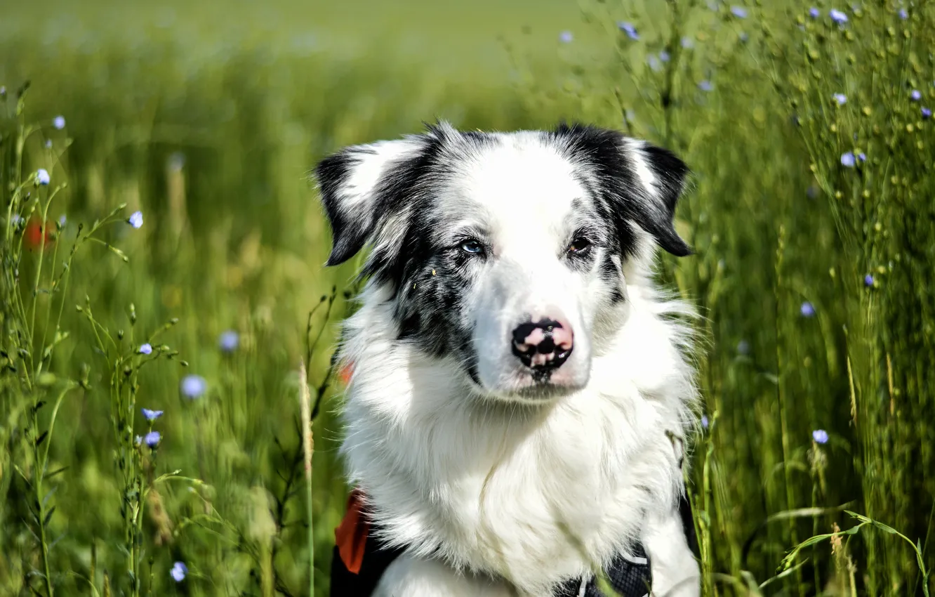 Photo wallpaper field, grass, look, face, background, portrait, dog, spotted