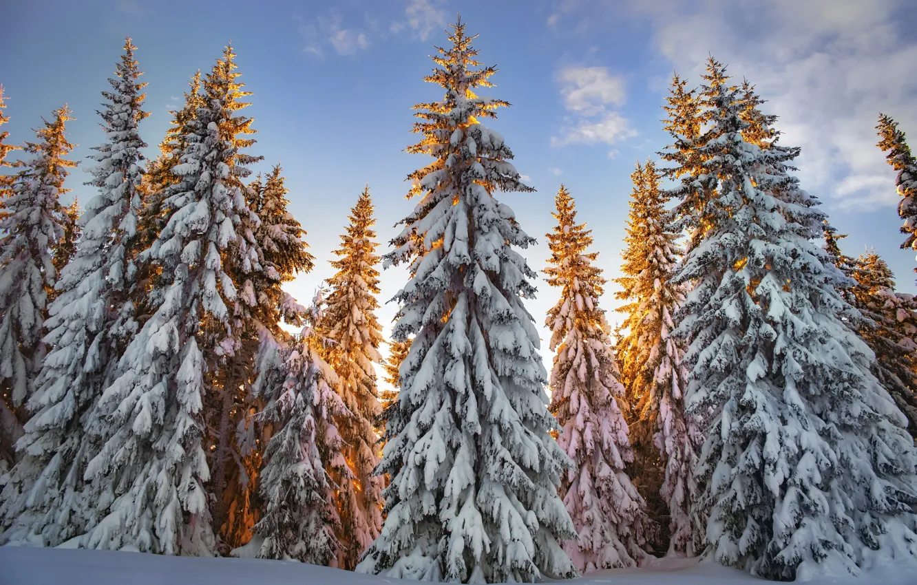 Photo wallpaper winter, forest, morning