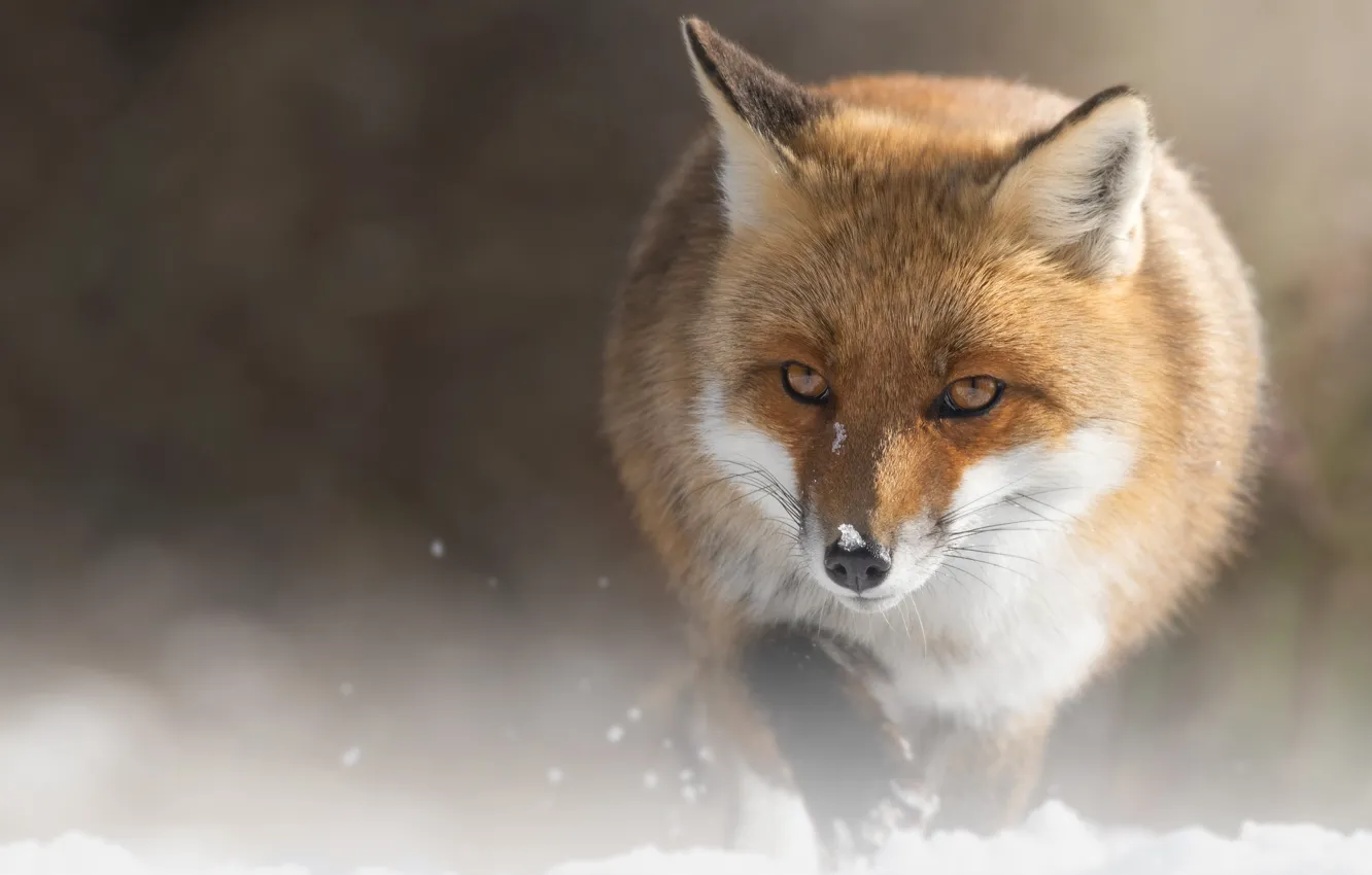 Photo wallpaper winter, look, face, snow, nature, pose, Fox, sneaks