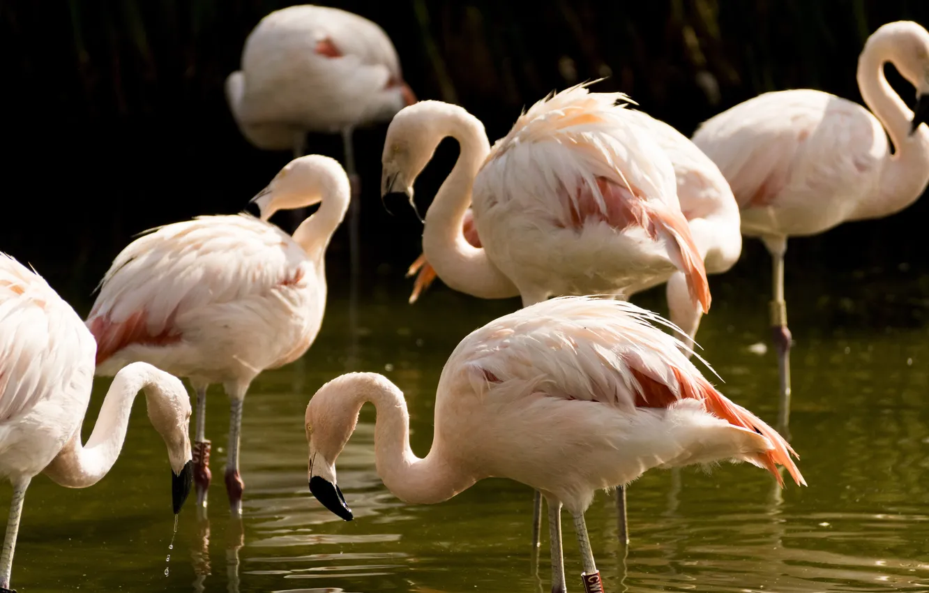 Photo wallpaper bird, pink, Flamingo