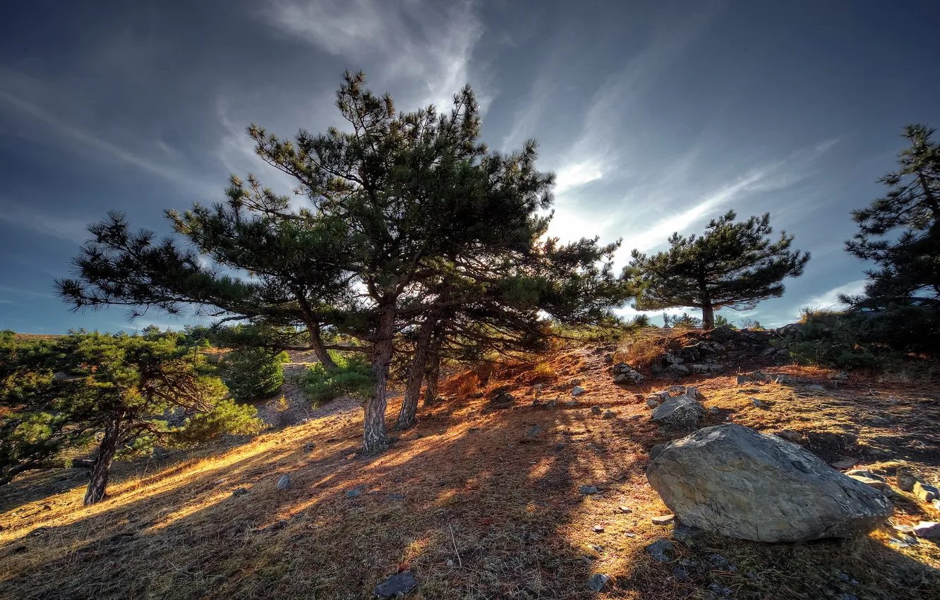 Photo wallpaper trees, landscape, mountain