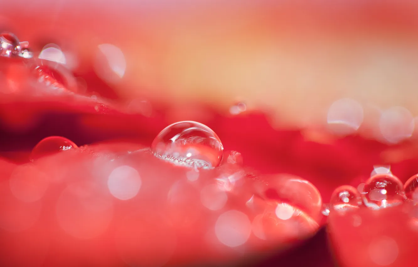 Photo wallpaper drops, petals, madpotato, singular