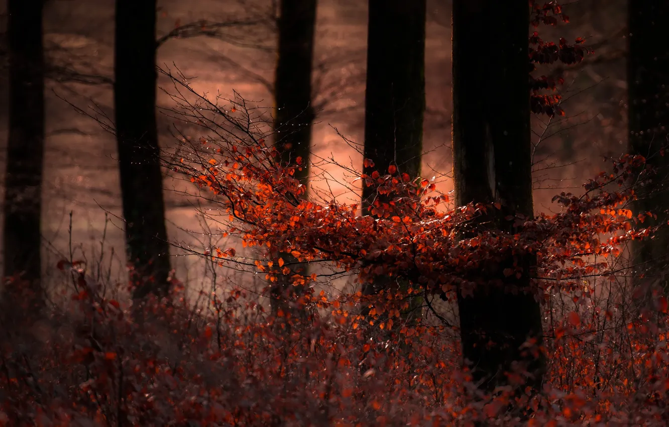 Photo wallpaper autumn, forest, nature