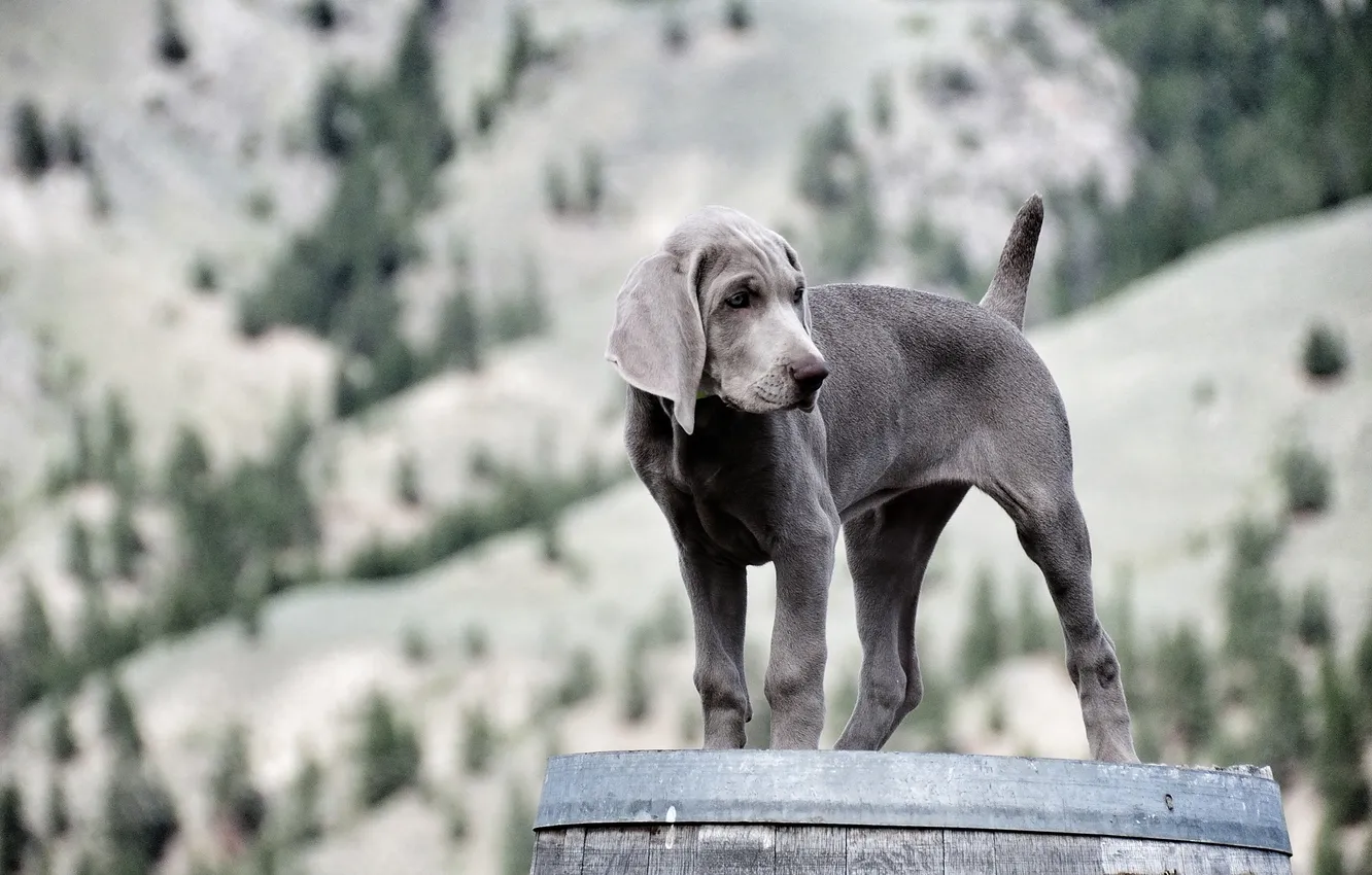 Photo wallpaper look, dog, puppy, Weimaraner