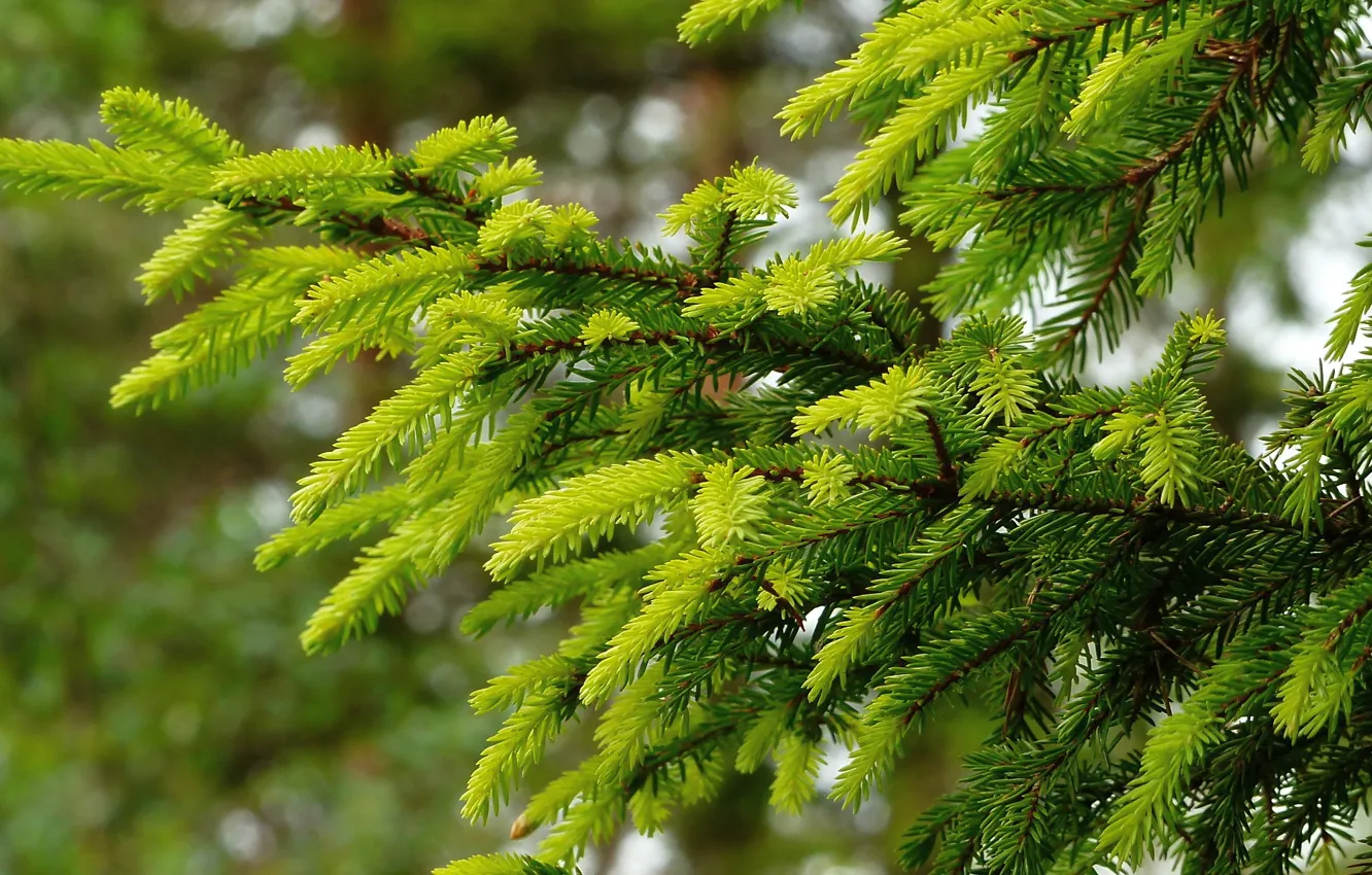 Photo wallpaper branches, spruce, needles